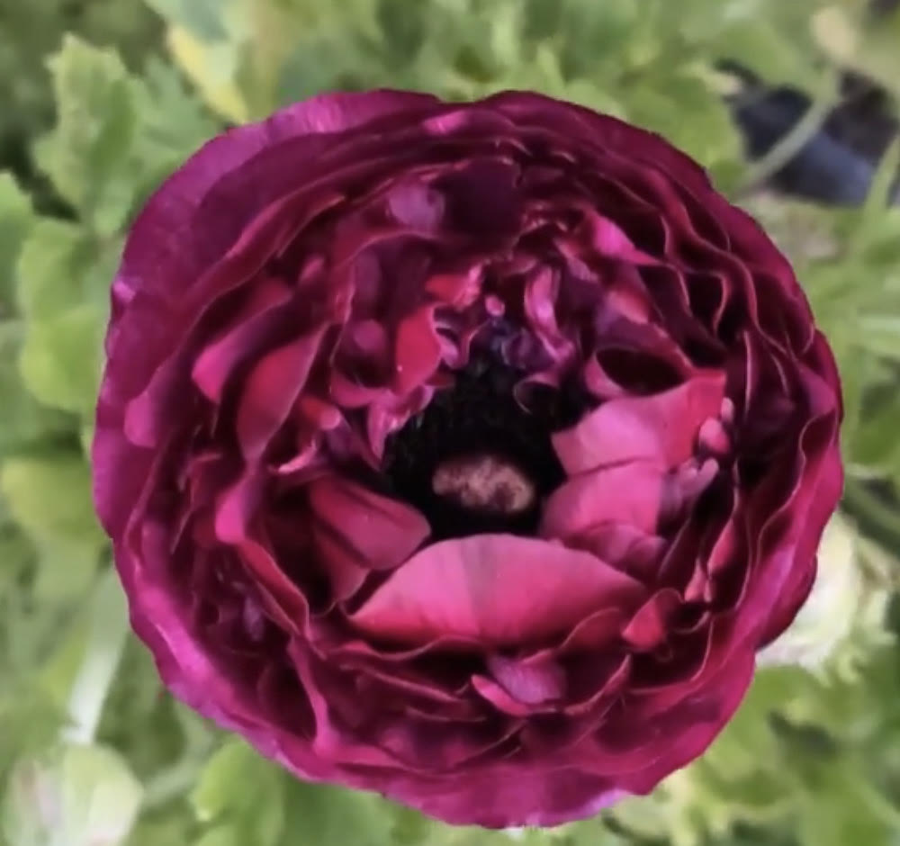 Ranunculus Tecolote Merlot Flourish Roses 