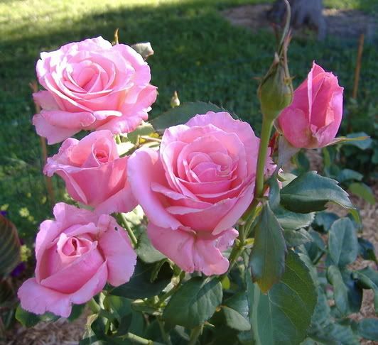 Queen Elizabeth - Bare Root (Weeks) - Flourish Roses