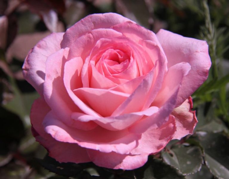 Savannah™ Sunbelt® - Flourish Roses