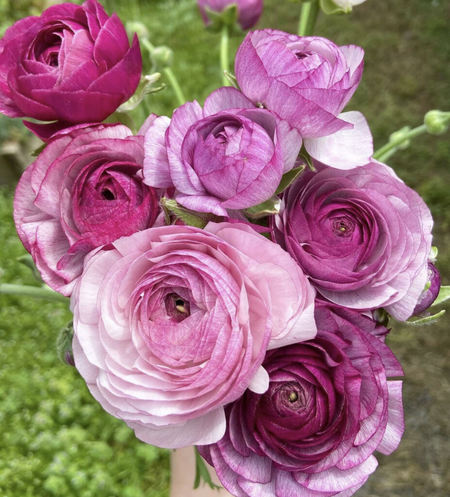 Ranunculus Amandine Purple Jean - Flourish Roses